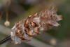  A009511-12croofm